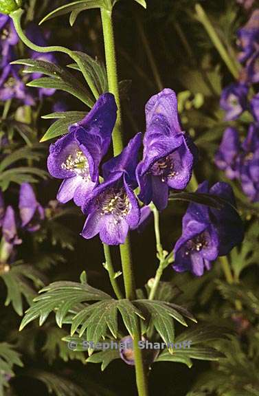 aconitum carmichaelii 3 graphic